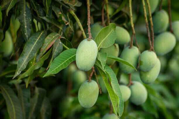 Hand-Harvested at First Light - Mango Mian Orchards