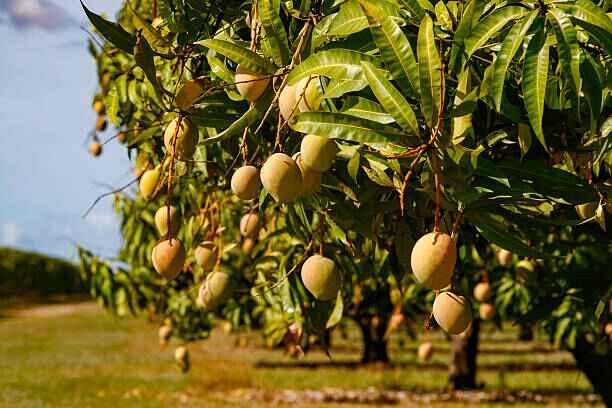 A sun-kissed Mango Mian orchard in Multan, Pakistan