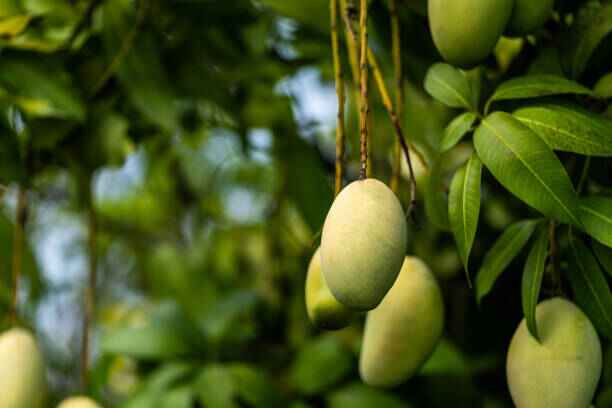 From Sun-Kissed Pakistani Orchards - Mango Mian Orchards